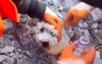 PAS PREŽIVEO ISPOD GOMILE ŠUTA: Spasioci pronašli nepovređenu životinju! (VIDEO)